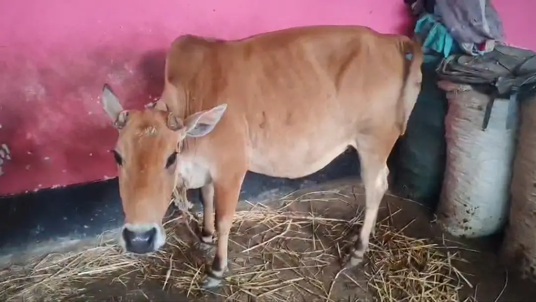 সুদের টাকা আদায়ে বিধবার গাভী নিয়ে যাওয়ার অভিযোগ দাদন ব্যবসায়ীর বিরুদ্ধে
